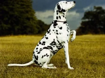 Spot Stock: What's the Deal?